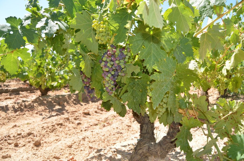 Tienda de vino online